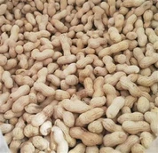 Väike Jaapani röstitud koorega maapähkel